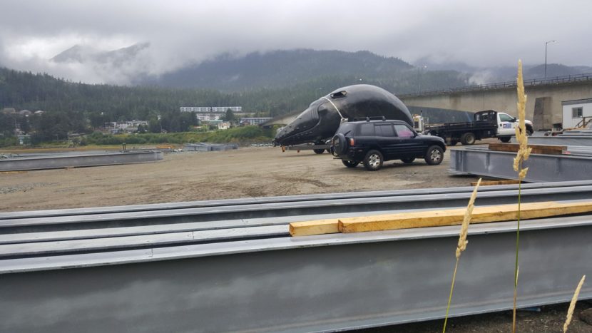 The whale sculpture is hauled to its temporary resting place under the Douglas Bridge, Juneau. The 6-ton bronze sculpture will become the centerpiece of a planned infinity pool the City of Juneau plans to build. (Photo by Tripp Crouse/KTOO)