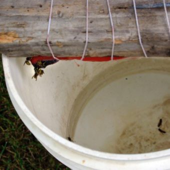 A homemade wasp trap at Harry and Erin Lockwood's house. Fill the bottom of a five-gallon bucket with water and a little cooking oil or dish soap. Wrap some meat around a stick placed on top of the bucket. If the wasps fall in the water, they can't get back out. (Photo by Jenny Neyman/KBBI)