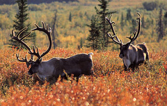 The Western Arctic Caribou herd is smaller than previous estimates of 206,000. (Photo courtesy of Alaska Department of Fish and Game)