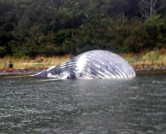160915 Sitka Dead Whale