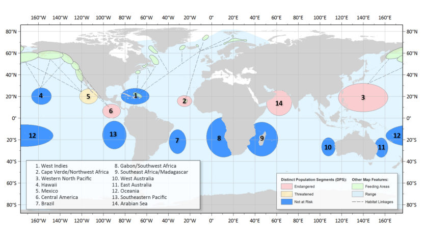 Map of different populations of humpback provided by the National Oceanic and Atmospheric Administration.