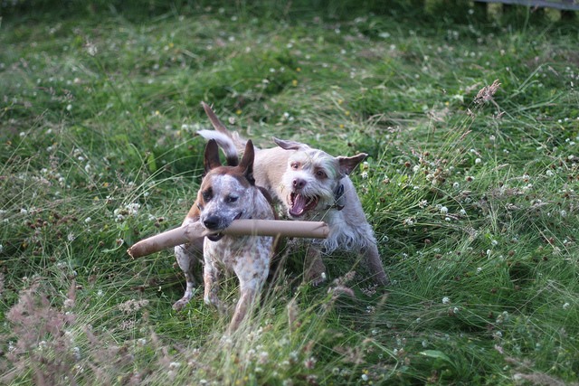 Dogs playing. (Creative Commons photo by Sean Dustman)