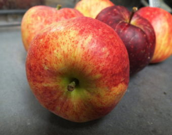These little Juneau-grown apples of the Discovery variety are ready for applesauce, apple butter, or maybe apple pie.