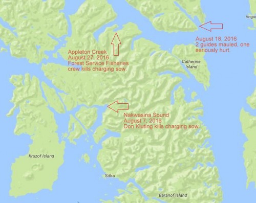 The Forest Service is not sure why Sitka’s bears seem to be on edge. An excess of cubs, too few pink salmon — both might part of the explanation. (KCAW image)