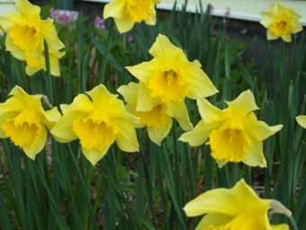 Narcissus blossom in a North Douglas yard.
