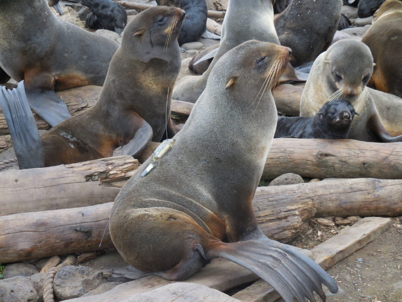 Tracking instruments are temporarily glued to female northern fur seals. (Carey Kuhn/NOAA Fisheries)