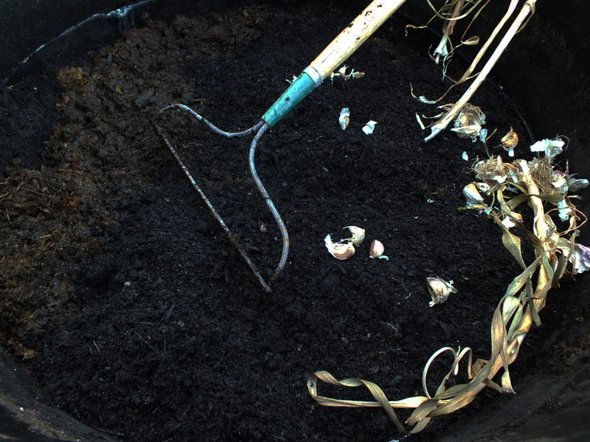 Layers of horse manure and soil are being spread out in this Douglas Island planter as various varieties of garlic are broken up into single cloves before planting.