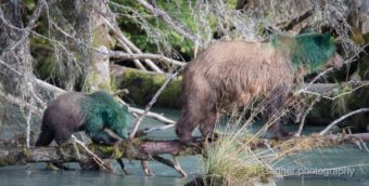 A sow and her cub showed up at the Chilkoot River on Wednesday doused in green paint. Biologists are trying to figure out what happened. (Tom Ganner/T. Ganner Photography -Time & Space)
