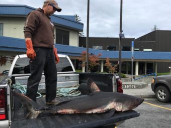 Joe Willis caught the salmon shark while gill netting (Photo by Abbey Collins/KFSK)