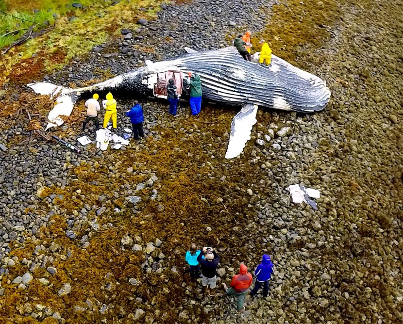 Researchers collect samples from a beached humpback whale carcass Saturday on a Sitka Sound beach. (Drone photo by Joe Serio)