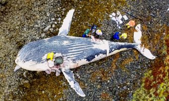 Researchers collect samples from a beached humpback whale carcass Saturday on a Sitka Sound beach. (Drone photo by Joe Serio)