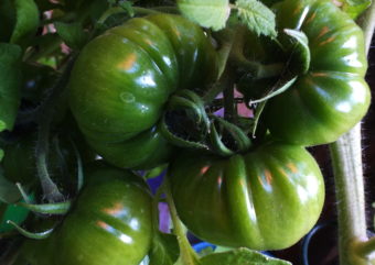 Tomato plants usually need lots of water to grow, but these tomatoes may have been slow to ripen because they have been watered too much recently.
