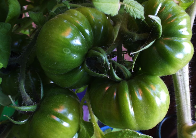 Tomato plants usually need lots of water to grow, but these tomatoes may have been slow to ripen because they were overwatered recently.