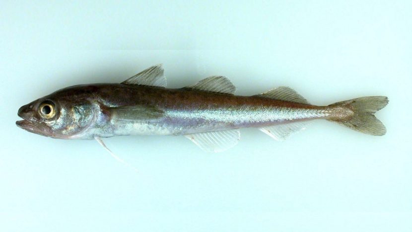 Arctic cod is an important part of the marine food web. (Photo courtesy of NOAA)
