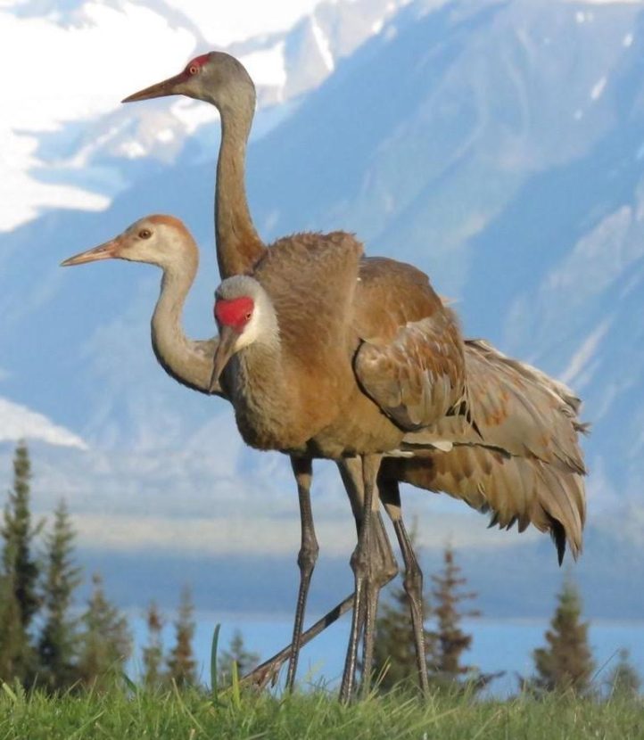 Citizen scientists track crane population on southern Kenai Peninsula