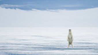 A polar bear stands tall during the summer of 2009 in Svalbard, Norway. (Photo by Steven Kazlowski/Barcroft Media via Getty Images)
