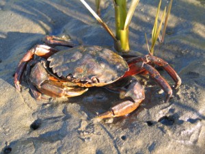 European Green Crab.
