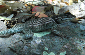 The spiny lizard, like other lizards, relies on sunshine and shade to regulate its body temperature. That makes the animals particularly vulnerable to climate change. (Photo by Michael Angilletta, Arizona State University, Michael Sears, Clemson University)