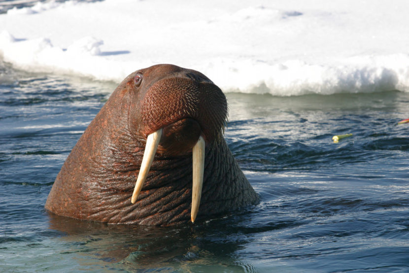 A young Pacific Walrus bull in coastal Alaska waters. (Photo by Joel Garlich-Miller/USFWS)