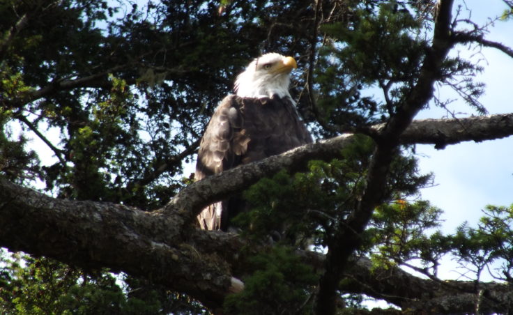 I see you - An adult eagle watches over its fledgling from a nearby tree.