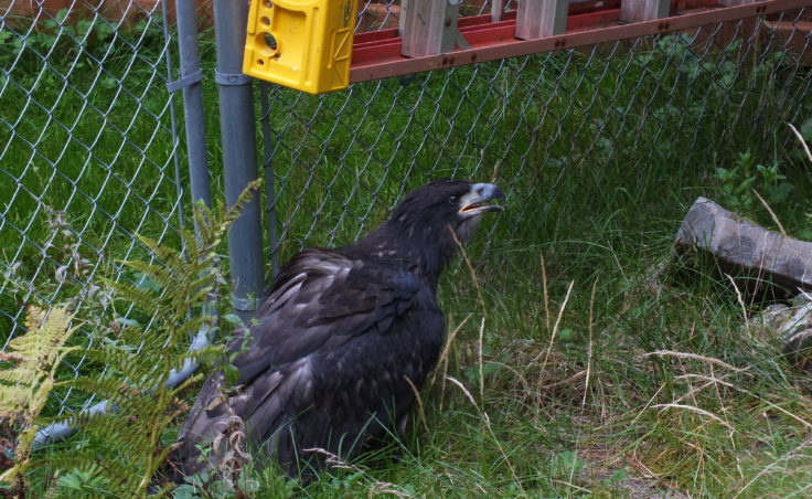 The Great Escape - The fledgling repeatedly tried to hop around my backyard fencing. But if I let it escape, it would have been run over by traffic on North Douglas Highway.