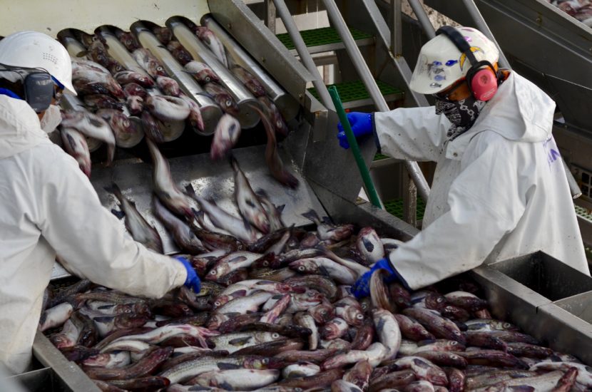 Workers inspect fish unloaded at Unalaska's UniSea plant. (Sarah Hansen/KUCB)