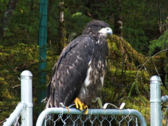 The fledgling eagle wonders about this whole flying thing and whether it's worth it.