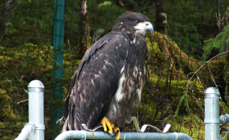 The fledgling eagle wonders about this whole flying thing and whether it's worth it.