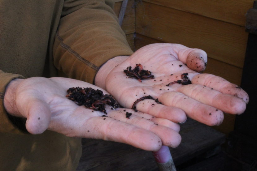 Bob Deering has orders his red wigglers through the mail. (Photo by Elizabeth Jenkins/KTOO) 