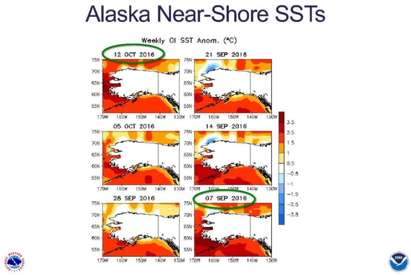 A graphic of sea-surface temperatures, or SSTs, around Alaska shows some cooling over the past month in the Gulf of Alaska, but not so much in the Bering Sea. The scale at right shows the temperature-difference anomalies, compared with the norm, in Celsius.