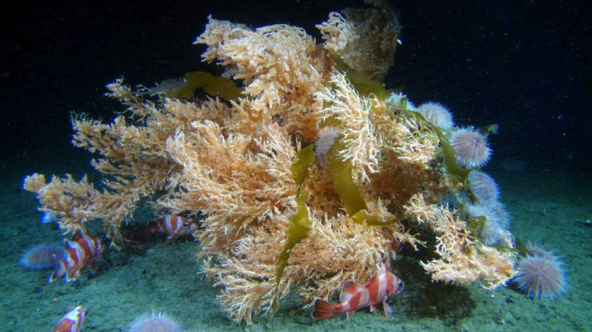 Red tree corals are a focal point of the Deepwater Exploration of Glacier Bay National Park Expedition. These corals have been shown to be the foundation of diverse deepwater communities in Alaska. And can occur as shallow as 6 meters. Here several fish and urchins congregate around a large red tree coral. Image courtesy of NOAA- Alaska Fisheries Science Center and Deep- Sea Coral Research and Technology Program.