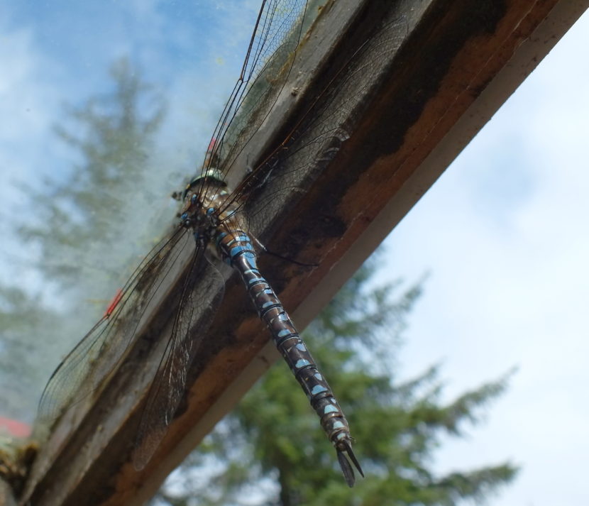 A dragonfly takes a moment to rest inside a greenhouse on Douglas Island earlier this summer.