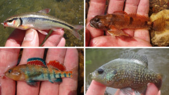 Micro-fish caught by Ben Cantrell: (top row) bleeding shiner, knobfin sculpin, (bottom row) plateau darter and bantam sunfish. (Photo courtesy of Ben Cantrell)