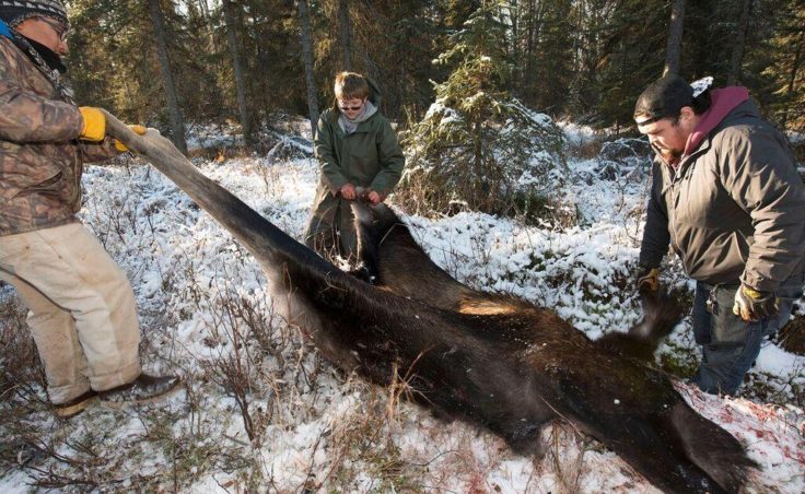 David Knight, Braden Lemm and Jonny Wilson use snow-covered taiga to clean the moose's hide before packing it out in October 2016. Nearly every part of the moose that came to campers will be put to use. (Photo by Scott Moon/Kenaitze Indian Tribe)
