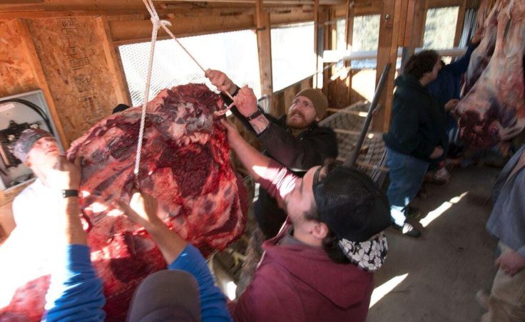 Campers and staff hang moose quarters to dry following the hunt in October 2016. (Photo by Scott Moon/Kenaitze Indian Tribe)