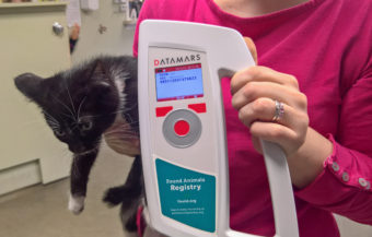 Sushi the kitten, Rachel Trapp, and a microchip scanner