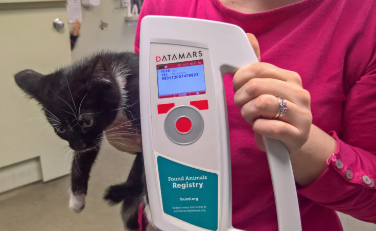 Sushi the kitten, Rachel Trapp, and a microchip scanner