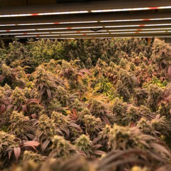 Rainforest Farms first marijuana crop