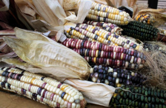 Some of the indigenous corn varieties growing in Taylor Keen's backyard. Cherokee White is a kind of sweet corn with white, purple, and yellower kernels that is ground for flour. Green Oaxacan is processed to make hominy and corn meal. (Photo by Grant Gerlock/Harvest Public Media)