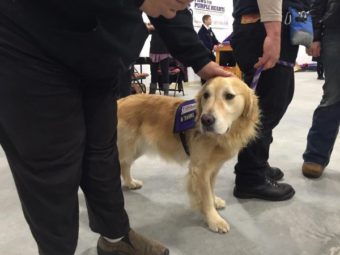 A Paws For Purple Hearts service dog greets visitors during an open house at the group’s new training center in south Fairbanks November 12th. (Photo by Dan Bross/KUAC)