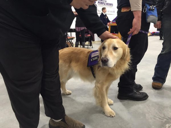 A Paws For Purple Hearts service dog greets visitors during an open house at the group’s new training center in south Fairbanks November 12th. (Photo by Dan Bross/KUAC)
