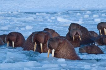 A group of Pacific walrus. (Photo courtesy Bering Sea Elders Group)