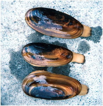 Cook Inlet Razor Clams (Photo courtesy of Alaska Department of Fish and Game)