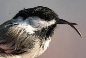 Normally, beak deformities occur in less than 1 percent of wild birds. But in Alaska, researchers have found so-called “twisted beaks” in over 6 percent of black-capped chickadees and 17 percent of northwestern crows. (Photo courtesy of Colleen Handel)
