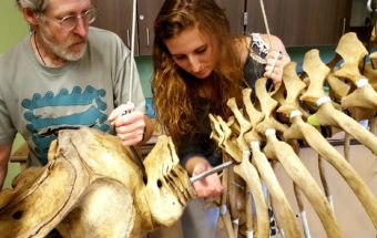 Instructor Lee Post and student Jamie Knaub slide a baby orca skull into place as the undergo the arduous task of reassembling the skeleton. (Photo by Shahla Farzan/KBBI)