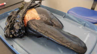 The class is shown part of the carcass of a baby orca they will harvest bones from.