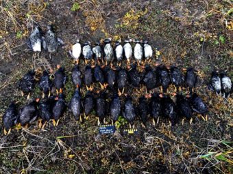 St. Paul residents have seen 300 puffin carcasses wash ashore since mid-October. Scientists say seabirds are good indicators of overall ecosystem health, which means the die-off could be a sign of trouble for all sorts of species. (Photo by COASST Island Sentinels)