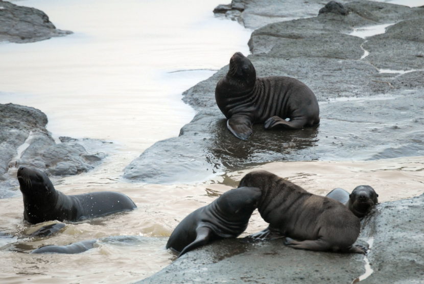 Month old Steller sea lion pups playing on Ulak Island. (Photo courtesy NOAA Fisheries)