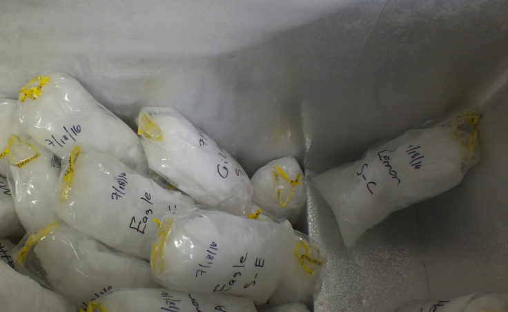 A second freezer contains even more snow and ice samples from the Juneau Icefield. These bags will be sent to laboratories where the black carbon will be separated from the snow and other matter, and then it will be analyzed.