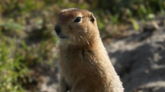 Arctic ground squirrel photographed on Chirikof Island in July 2013. (Photo courtesy of Patrick Saltonstall)
